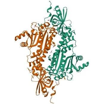 Anticorps Polyclonal de Lapin Anti-DARS pour WB, IHC-P, IP, ELISA - P14868