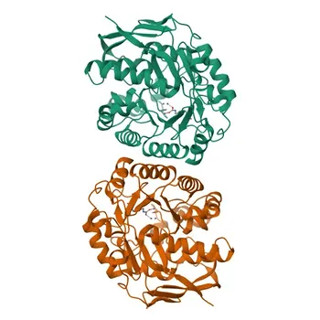 جسم مضاد متعدد النسيلة ضد CAD للتطبيقات WB، IHC-P، IF/ICC، ELISA - P27708