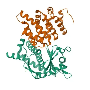 Anti-KPNA5 Polyclonal Antibody for WB, ELISA - O15131