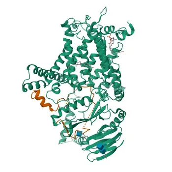 Anti-Osteocalcin/OCN Kaninchen-Polyklonaler Antikörper für WB, IF/ICC, ELISA - P02818