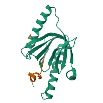 Anti-GULP1 Polyclonal Antibody for WB, IHC-P, ELISA - Q9UBP9
