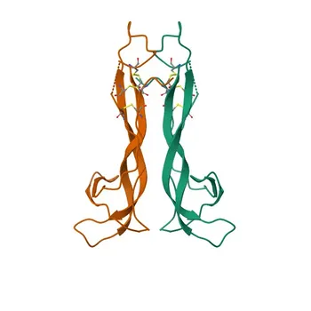 Anti-NTF3 Rabbit Polyclonal Antibody for WB, IHC-P, ELISA - P20783