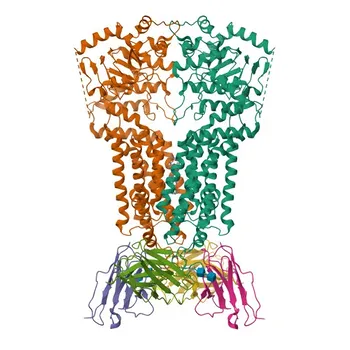 Anticorpo Policlonale Anti-ABCG2 per WB, IF/ICC, ELISA - Q9UNQ0