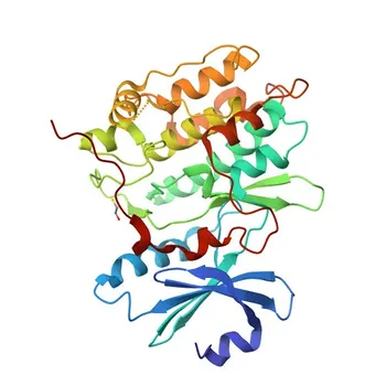 Anti-DCAMKL1/DCLK1 Polyclonal Antibody for WB, IF-P, ELISA - O15075
