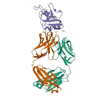 Anti-ASGR2 Rabbit Polyclonal Antibody for WB, IF-P, ELISA - P07307