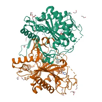 GALT Rabbit Monoclonal Antibody for WB, ELISA - P07902