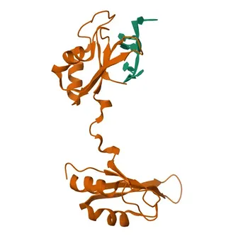 Anti-CELF2 Polyclonal Antibody for WB and ELISA - O95319
