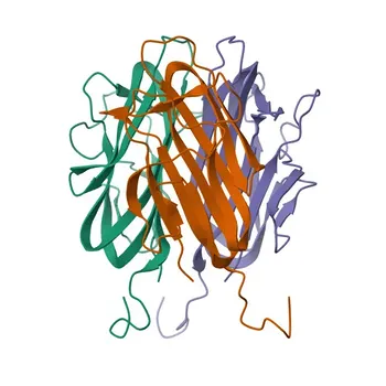 Anti-C1QTNF5 Polyclonal Antibody for WB and ELISA - Q9BXJ0