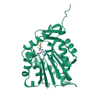 Anti-NTMT1 Rabbit Polyclonal Antibody for WB, IF/ICC, ELISA - Q9BV86