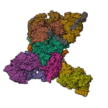 Anti-Timeless Monoclonal Antibody for WB, ELISA - Q9UNS1