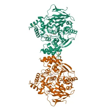 Anti-ACHE Rabbit Polyclonal Antibody for WB, IF/ICC, ELISA - P22303