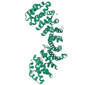 Anti-TdT Rabbit Polyclonal Antibody for WB, ELISA - P04053