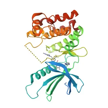 Anticorpo Monoclonale Coniglio Anti-MEKK2 per WB, IHC-P, ELISA - Q9Y2U5