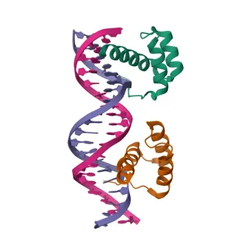 Anticorpo Policlonale Anti-LHX4 per WB, IHC-P, ELISA - Q969G2