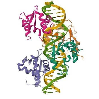 Anticorpo policlonale di coniglio anti-FLI1 per WB, IP, ELISA - Q01543