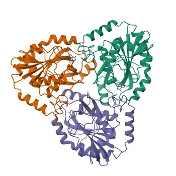 Anti-MTAP Monoclonal Antibody for WB, IHC-P, IF/ICC, IP, ELISA - Q13126