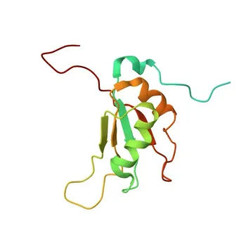 Anti-SRSF2 Anticorpo Policlonal de Coelho para WB, IHC-P, ELISA - Q01130
