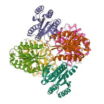 ANTXR1 Rabbit pAb for WB and ELISA - Q9H6X2