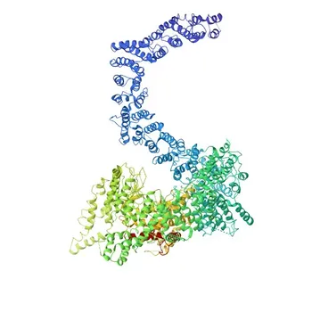 Anti-SMG1 Rabbit Monoclonal Antibody for WB and ELISA - Q96Q15