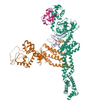 Anticorpo Policlonale Anti-CUL5 per WB, ELISA - Q93034