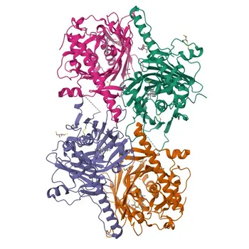 Anti-OSBP Rabbit Polyclonal Antibody for WB, IF/ICC, ELISA - P22059