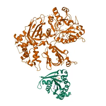 Anti-PLCB2 (PLC-beta-2) Rabbit Polyclonal Antibody for WB, ELISA - Q00722