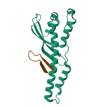 Anti-SNX32 Rabbit Polyclonal Antibody for WB, IF/ICC, ELISA - Q86XE0