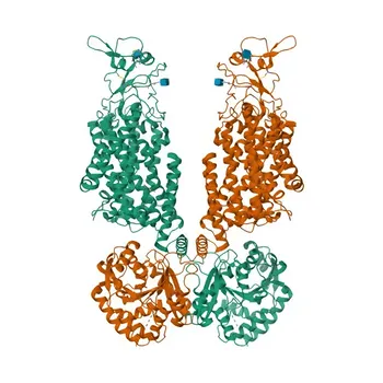 Anti-SLC12A6 Polyclonal Antibody for IF/ICC, ELISA - Q9UHW9