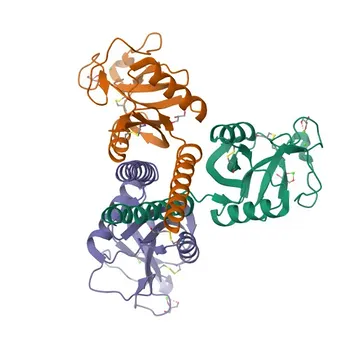 Anticorpo policlonale anti-COLEC11 di coniglio per WB, IHC-P, ELISA - Q9BWP8