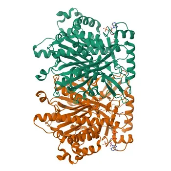 Anticorpo policlonale di coniglio Anti-HMGCS1 per WB, IF/ICC, ELISA - Q01581