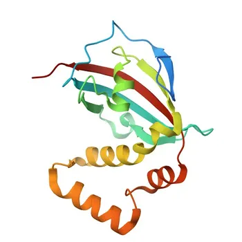 Anti-AIPL1 Polyclonal Antibody for WB, IF/ICC, ELISA - Q9NZN9