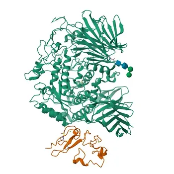 Anti-PRKCSH Polyclonal Antibody for WB and ELISA - P14314