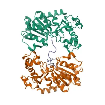 Anti-Cyclin E2 Polyclonal Antibody for WB, IF/ICC, ELISA - O96020