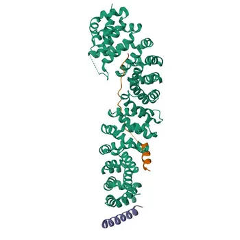 Anti-TCF4/TCF7L2 Monoclonal Antibody for WB, IHC-P, ELISA - Q9NQB0