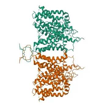 Anti-SLC4A4 / NBC Rabbit Polyclonal Antibody for WB, IF/ICC, ELISA - Q9Y6R1