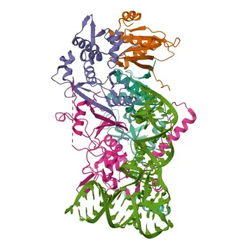 Anticorpo Policlonale Anti-TSEN2 per WB, ELISA - Q8NCE0