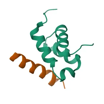 Anti-PEX14 Rabbit Polyclonal Antibody for WB, IHC-P, ELISA - O75381