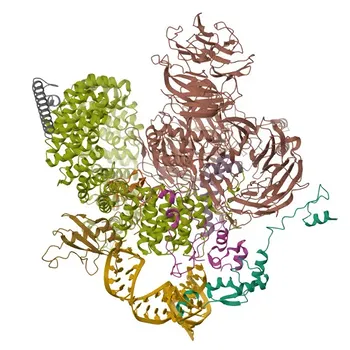 HTATSF1 pAb di coniglio - O43719