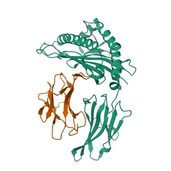 Anti-NY-ESO-1 Rabbit Monoclonal Antibody for WB, ELISA - P78358