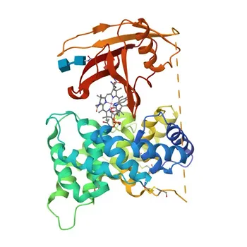 Anti-GIF/Intrinsic Factor Rabbit Polyclonal Antibody for WB, IF/ICC, ELISA - P27352
