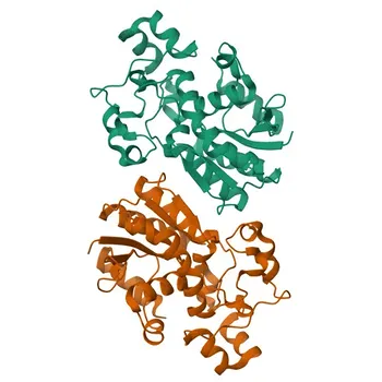 Anti-BPGM Rabbit Polyclonal Antibody for WB, IF/ICC, ELISA - P07738