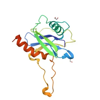 Anti-DCP2 Rabbit Polyclonal Antibody for WB, ELISA - Q8IU60