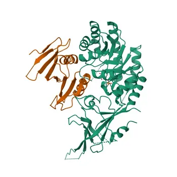 Anti-OAZ1 Rabbit Polyclonal Antibody for WB, ELISA - P54368