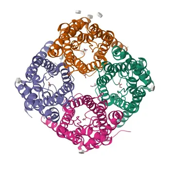 Anticorpo policlonale coniglio anti-Aquaporin-10 (AQP10) per WB e ELISA - Q96PS8