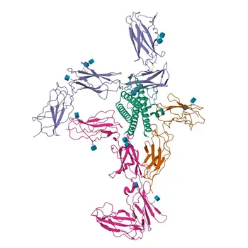 Anti-CNTFR Rabbit Polyclonal Antibody for WB, ELISA - P26992