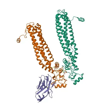 Anti-ROM1 Polyclonal Antibody for WB, IHC-P, ELISA - Q03395