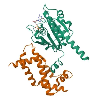 Anti-ARL2 Polyclonal Antibody for WB, ELISA - P36404