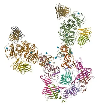 Anti-CD141/Thrombomodulin Polyclonal Antibody for WB, IHC-P, IF/ICC, and ELISA - P07204