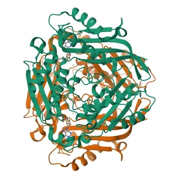 Anticorpo policlonale anti-MAT2A per WB, ELISA - P31153