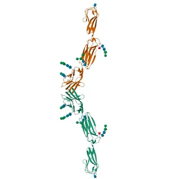 Anticorpo policlonale coniglio anti-PVRL3 per WB, ELISA - Q9NQS3